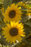 Sunflowers at Queens Park.