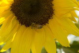 Sunflowers at Queens Park.