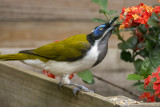 Birds in my backyard