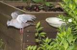 Birds in my backyard