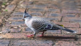 Birds in my backyard