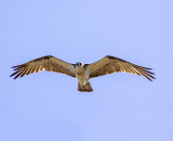 point vernon osprey