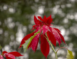 flowers in my yard