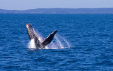 2018 August Whale watching with Tasman Vernture Hervey Bay