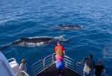 2018 August Whale watching with Tasman Vernture Hervey Bay