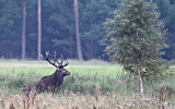 Kronhjort. Brunsten har redan brjat.