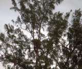 Bald Eagle nest in Australian pine
