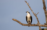 Pineland Osprey with fish