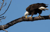 cleaning the beak after eating the fish