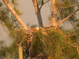 the nest across the street in golden light