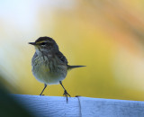 pine warbler on the carport roof