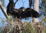 testing the wings