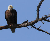 bald eagles