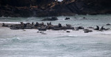 sea lions sand closer.jpg
