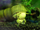 Rabbit Snail