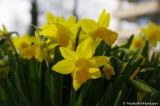 Carnation