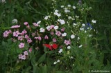 Widflowers