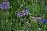Wildflower 