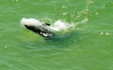 Dolphin Clearwater Beach