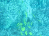 Reef off Kona
