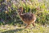 Baby Ostrich