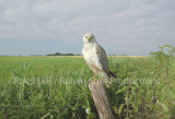 Nest of pallid harrier in the netherlands 11