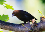 Brown-headed Cowbird