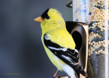 American Gold Finch 