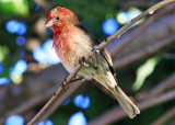 House Finch 