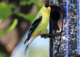 American Gold Finch 