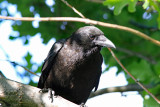 American Crow