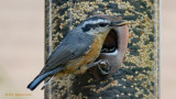 Red-breasted Nuthatch