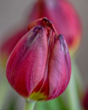 2017 Tulip