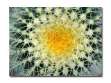 Golden Barrel Cactus