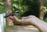 A bird in the Hand