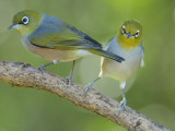 Silvereyes Zosterops lateralis