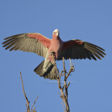 Galah