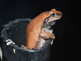 Desert or Red tree Frog, Colleeneremia rubella
