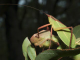 Leaf-mimicking Katydid, possibly Narea elongata