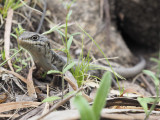 Whites Skink, Liopholis whitii whitii