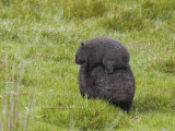 Wombat Piggyback