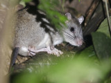 Giant White-tailed Rat, Uromys caudimaculatus
