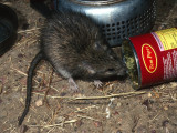 Long-haired Rat, Rattus villosissimus