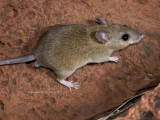 Common Rock Rat, Zyzomys argurus