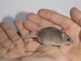 Native Mouse Pseudomys sp. 