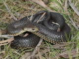 Highlands Copperhead Austrelaps ramsayi