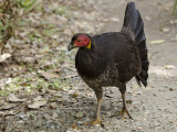 Australian Brush-turkey, Alectura lathami