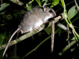 Tree Mouse Pogonomys sp.