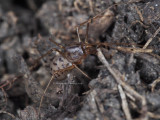 Spitting Spider, Scytodes sp.