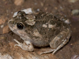 Spencers Burrowing Frog, Platyplectrum spenceri